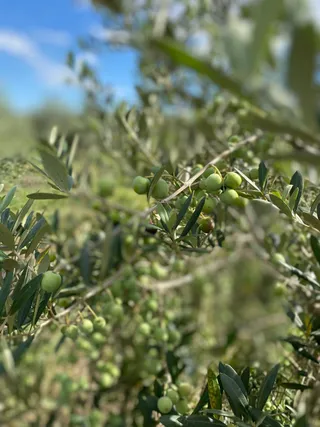 Fresh organic vegetables harvested from the Family Pot Kitchen farm in Saranda