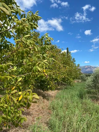 Traditional Albanian farm-to-table food preparation at Family Pot Kitchen