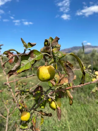 Hand-bottled extra virgin olive oil produced from local Saranda olive trees
