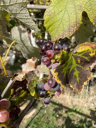 Our restaurant garden with seating